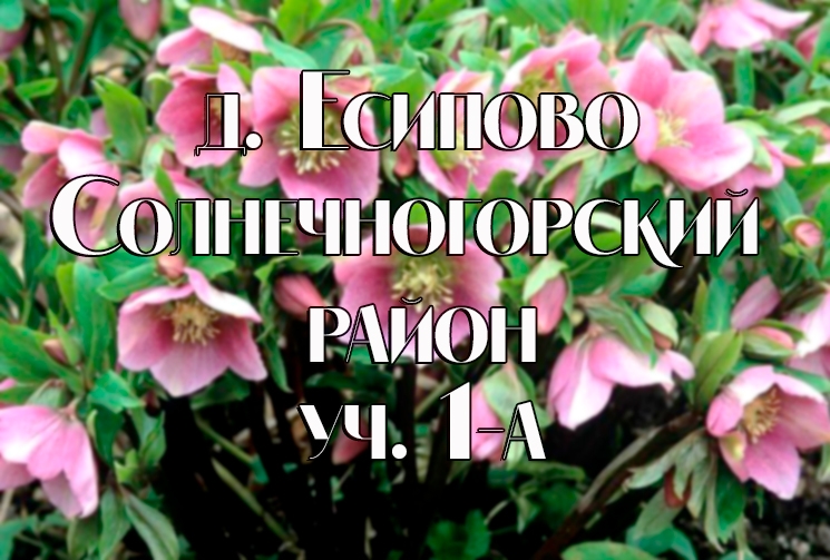 Свежие цветы, букеты по низким ценам в Москве