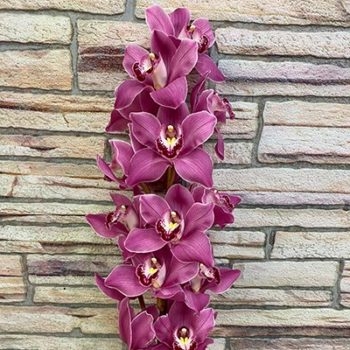 Орхидея - Склад-Цветы.рф