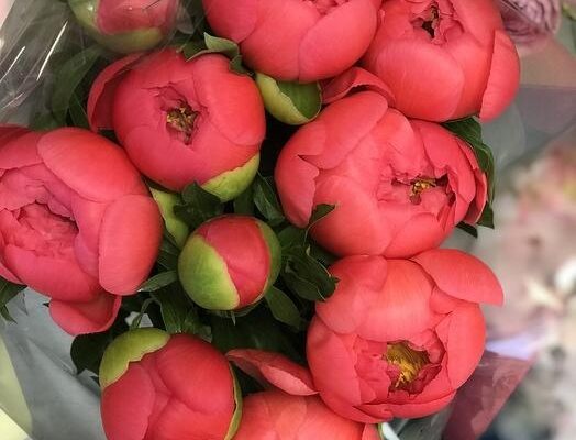 Пион Склад-Цветы.рф