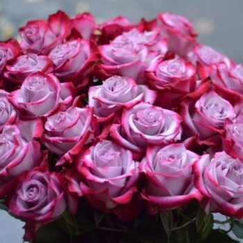 Роза Эквадор Склад-Цветы.рф