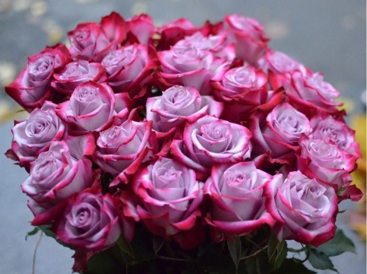 Роза топаз эквадор фото