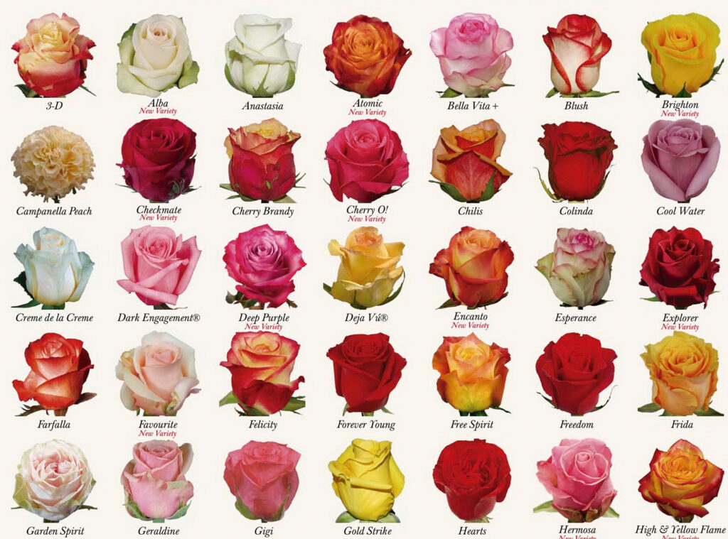 роза купить,роза купить поштучно,роза купить москва,розы купить москва дешево,101 роза купить москва,101 роза купить москва дешево,вечная роза купить москва,51 роза купить москва,роза эквадор,роза эквадор цена,роза эквадор 50 см,роза эквадор 70 см,роза эквадор фридом,роза эквадор белая,роза эквадор новия,роза эквадор купить,розы эквадор купить москва,роза доставка,розы доставка москва,роза доставка 24,роза 101 доставка,101 роза доставка,101 роза доставка москва,роза 101 цена,роза 101 штук,роза 101,101 роза купить,роза 21,rose 212 vip carolina herrera,21 роза цена,роза 21 инстаграм,роза 21 москва,21 роза москва купить,21 роза с доставкой москва,21 роза дешево москва,роза,роза ветров,роза букет,роза букет парфе,роза букетная,роза букет фото,букет роз,букет роз фото,букет розовых роз,букет роз цена,букет роз рисунок,букет роз в коробке,букет розовых тюльпанов,букет роз москва,букет роз москва купить,букеты роз москва,заказать букет роз москва,букет роз цена москва,букет роз доставка москва,букет роз недорого москва,купить букет роз москва недорого,большой букет роз москва,букет роз оптом москва,букет роз москва онлайн,букет роз онлайн,букет из белых роз онлайн,составить букет из роз онлайн