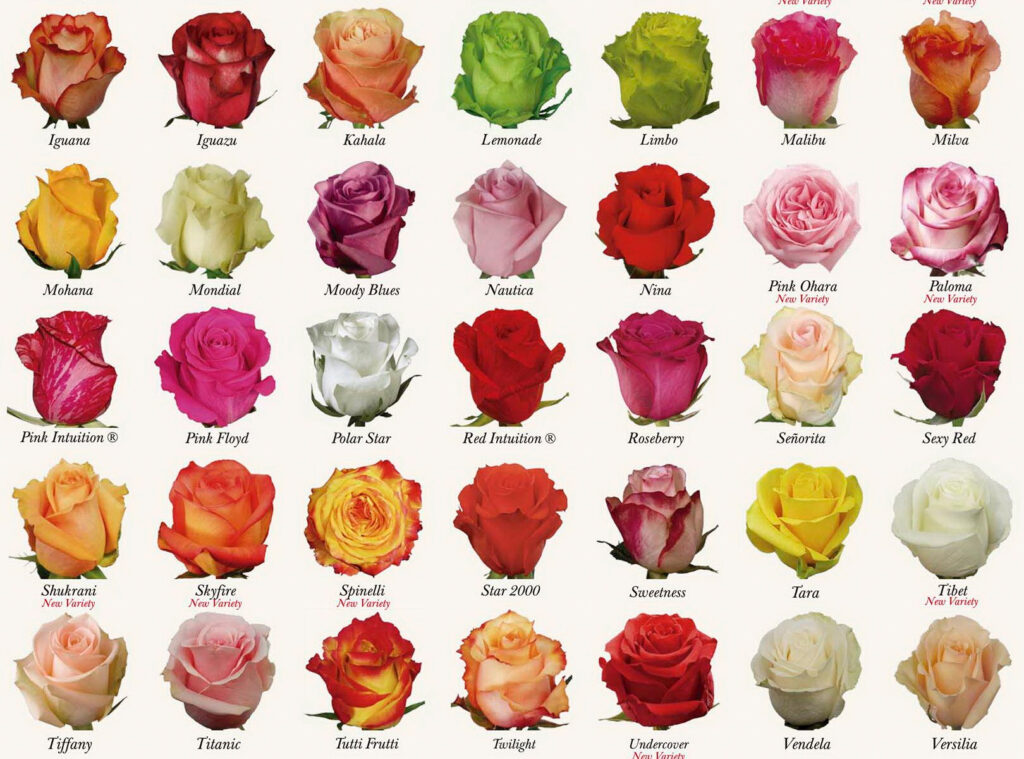роза купить,роза купить поштучно,роза купить москва,розы купить москва дешево,101 роза купить москва,101 роза купить москва дешево,вечная роза купить москва,51 роза купить москва,роза эквадор,роза эквадор цена,роза эквадор 50 см,роза эквадор 70 см,роза эквадор фридом,роза эквадор белая,роза эквадор новия,роза эквадор купить,розы эквадор купить москва,роза доставка,розы доставка москва,роза доставка 24,роза 101 доставка,101 роза доставка,101 роза доставка москва,роза 101 цена,роза 101 штук,роза 101,101 роза купить,роза 21,rose 212 vip carolina herrera,21 роза цена,роза 21 инстаграм,роза 21 москва,21 роза москва купить,21 роза с доставкой москва,21 роза дешево москва,роза,роза ветров,роза букет,роза букет парфе,роза букетная,роза букет фото,букет роз,букет роз фото,букет розовых роз,букет роз цена,букет роз рисунок,букет роз в коробке,букет розовых тюльпанов,букет роз москва,букет роз москва купить,букеты роз москва,заказать букет роз москва,букет роз цена москва,букет роз доставка москва,букет роз недорого москва,купить букет роз москва недорого,большой букет роз москва,букет роз оптом москва,букет роз москва онлайн,букет роз онлайн,букет из белых роз онлайн,составить букет из роз онлайн