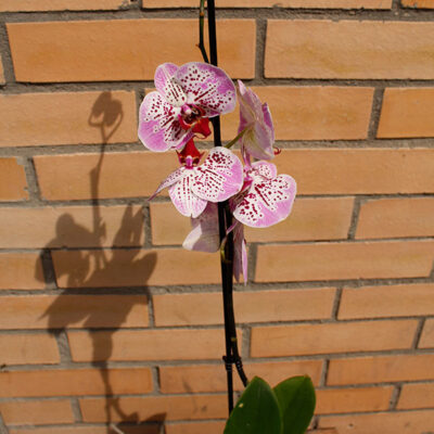 Орхидея комнатная 1 ствол