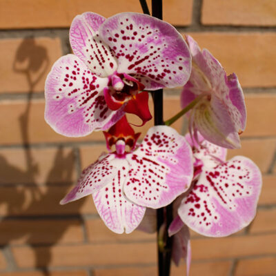 Орхидея комнатная 1 ствол
