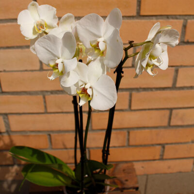 Орхидея белая 3 ствола