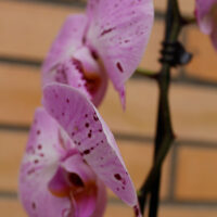 Орхидея розовая 1 ствол