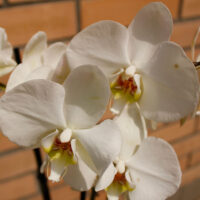 Орхидея белая 3 ствола