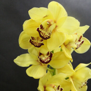 Орхидея желтая