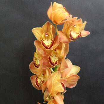 Орхидея оранжевая