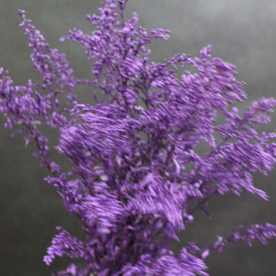 Солидаго фиолетовый